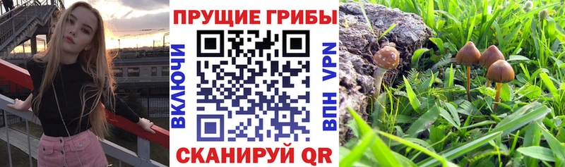 OMG маркетплейс Менделеевск Галлюциногенные грибы мухоморы цена наркотик